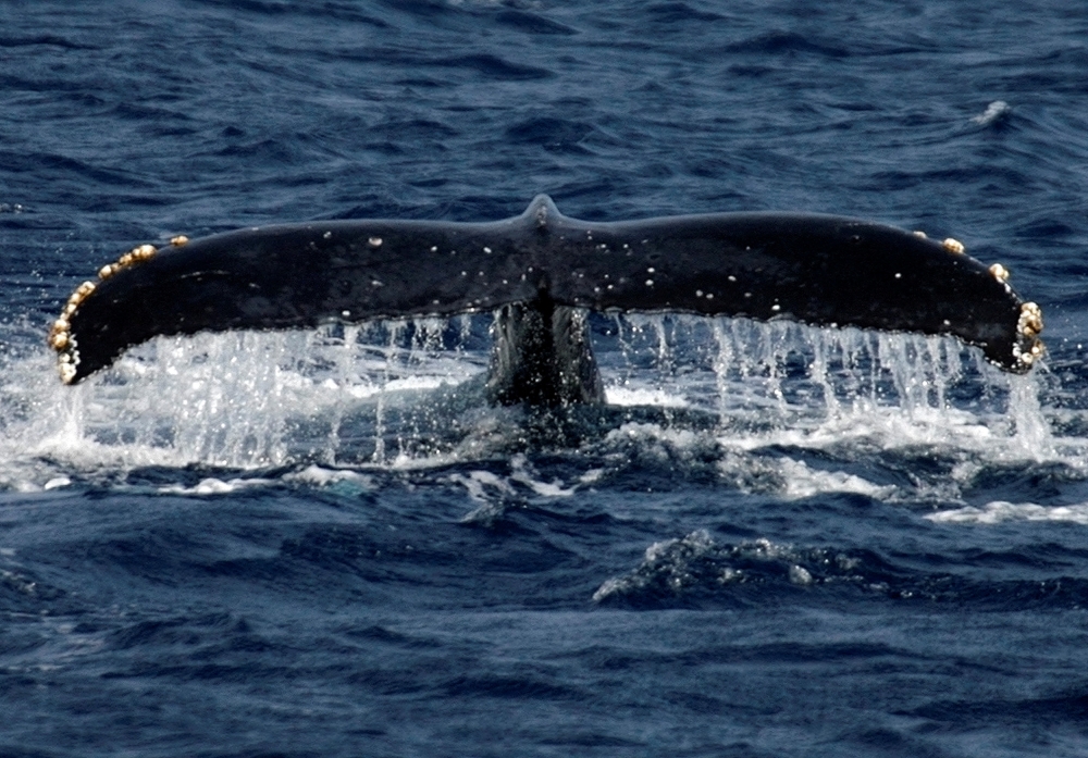 A humpback whale breaches the surface off the southern Japanese island of Okinawa February 13, 2007. (REUTERS/Issei Kato)