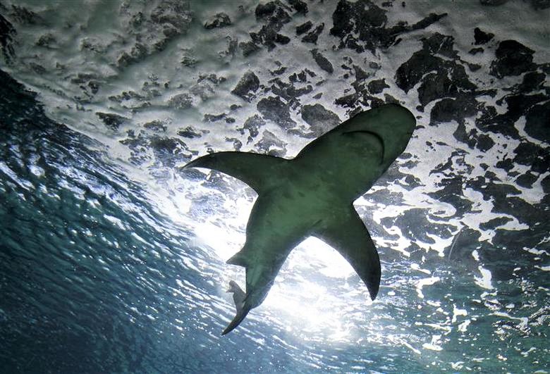 File Photo: A grey reef shark (Carcharhinus amblyrhynchos) swims inside a tank during a presentation of the European Shark Week in the Madrid's Zoo Aquarium, October 14, 2011. (REUTERS/Andrea Comas)