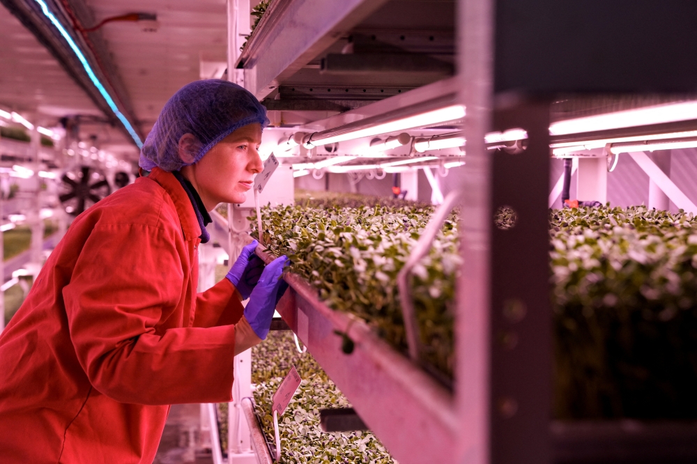 Zero Carbon Farm's business development director Olivia O'Brien inspects herbs and micro-greens that grow at a disused World War Two bunker using hydroponic technology and LED lighting, powered by renewable energy, in London, Britain November 24, 2022. REUTERS/Maja Smiejkowska