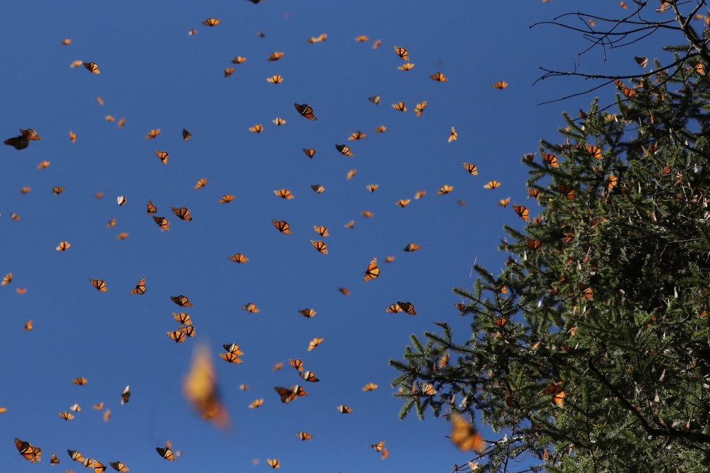 Monarch butterflies fly at the Sierra Chincua butterfly sanctuary in Angangeo, Michoacan state, Mexico. December 3, 2022 Reuters/Raquel Cunha