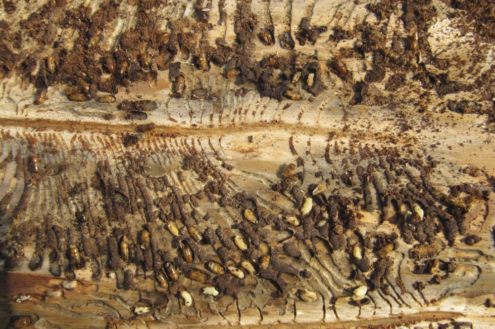 This handout photograph released by Luonnonvarakeskus-Natural Resources Institute Finland on November 11, 2022, shows a gallery made by beetles, one of many on a tree which restrict the water and nutrient flow of the tree causing the death of the tree, above The Arctic Circle, in Finnish Lapland, near Vikajarvi on July 21, 2020, where during the last 20 years Scandinavian Arctic Forests have been the target of an increasing amount of wood bugs, due to longer summers. Photo by IpsGallery_MarkusMelin / NATURAL RESCOURCES INSTITUTE FINLAND/LUONNONVARAKESKUS / AFP