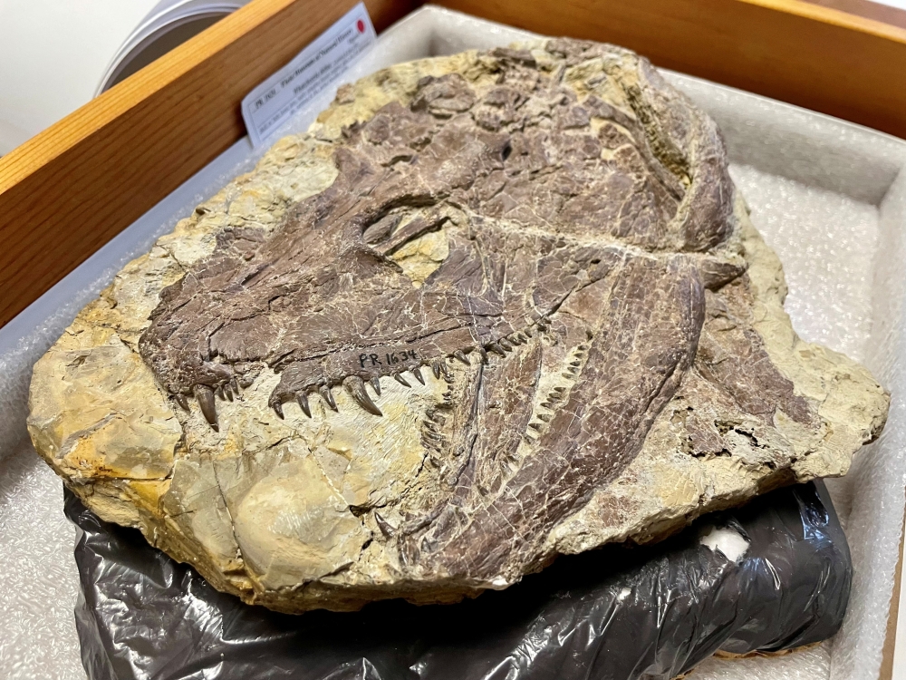 A skull of the large early tetrapod and apex predator Whatcheeria, which lived an amphibious lifestyle around 330 million years ago and whose fossils have been found in Iowa, is seen with its many sharp teeth visible in the collections of the Field Museum, in Chicago, Illinois, U.S., in this undated handout image. Kate Golembiewski/Field Museum/Handout via REUTERS