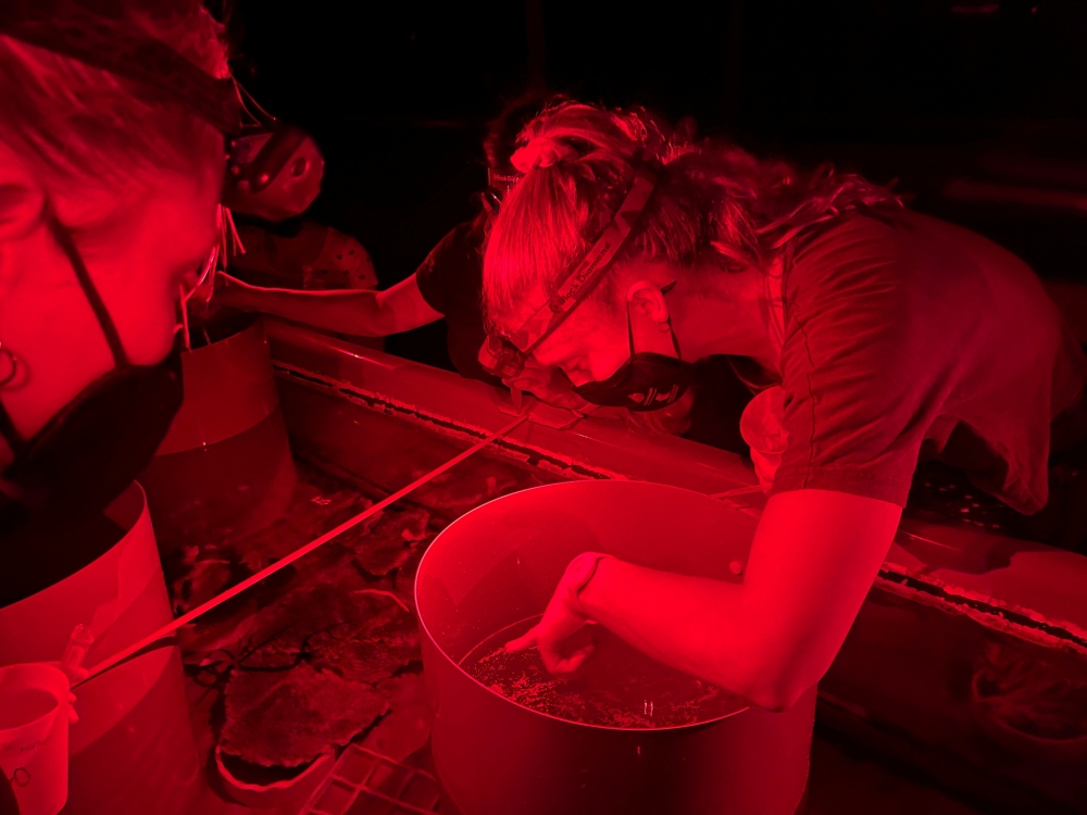 Research volunteers collect coral spawn from Great Barrier Reef coral, at the Australian Institute Of Marine Science, Sea Simulator in Townsville, Australia December 12, 2022. REUTERS/Jill Gralow