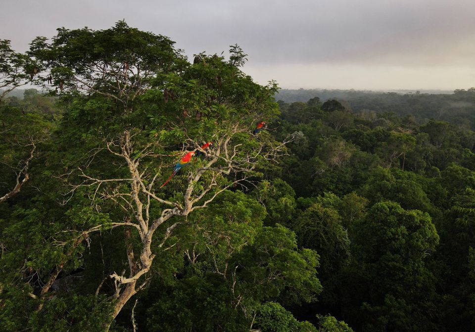 Macaws sit on a tree at the Amazon rainforest in Manaus, Amazonas State, Brazil October 26, 2022. REUTERS/Bruno Kelly/File Photo

