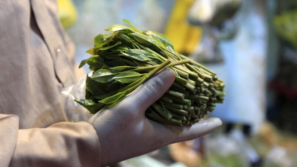 A bundle of khat, or qat, a mildly narcotic shrub, at a market in the Yemeni capital Sanaa on May 1, 2020. Mohammed HUWAIS / AFP
