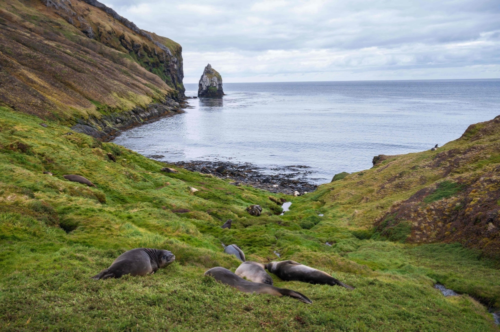 Elephant seals rest at the coast of Possession Island on December 27, 2022, part of the Crozet Islands, a sub-Antarctic archipelago of small islands form one of the five administrative districts of the French Southern and Antarctic Lands in the southern Indian Ocean. Photo by PATRICK HERTZOG / AFP