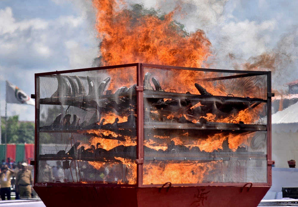 File Photo: Seized Rhino horns are seen burning during an event to mark World Rhino Day in Bokakhat near Kaziranga National Park in the northeastern state of Assam, India, September 22, 2021. (REUTERS/Anuwar)