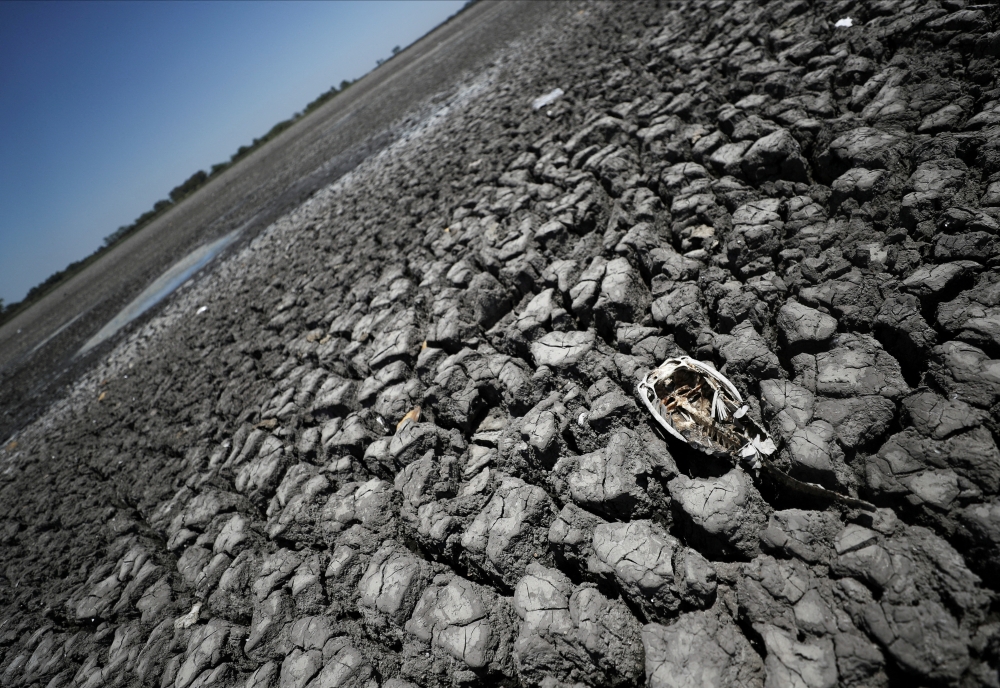 The skeleton of a fish is seen in the Navarro lagoon, which dried up due to the climate phenomenon La Nina, in Navarro, in Buenos Aires province, Argentina December 5, 2022. Reuters/Agustin Marcarian/File Photo