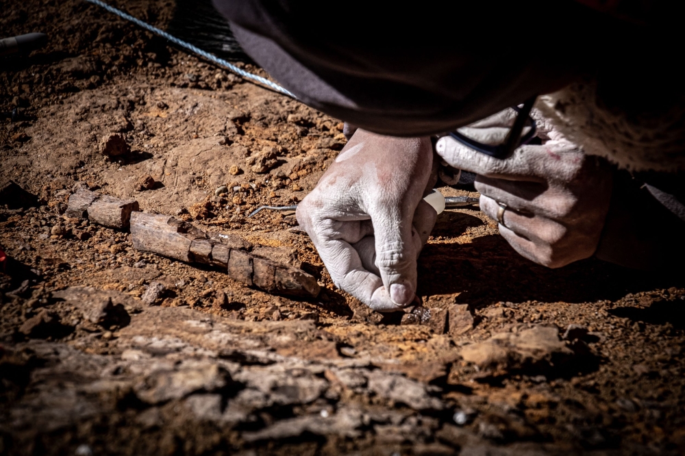 Handout picture released on January 11, 2023 by the Chilean Antarctic Institute (INACH) showing a scientist arranging fossil remains found in the Cerro Guido, in the Las Chinas river valley, an unpopulated area near the border with Argentina, some 2,800 km south of Santiago, in February 2020. (Photo by Handout / INACH / AFP)