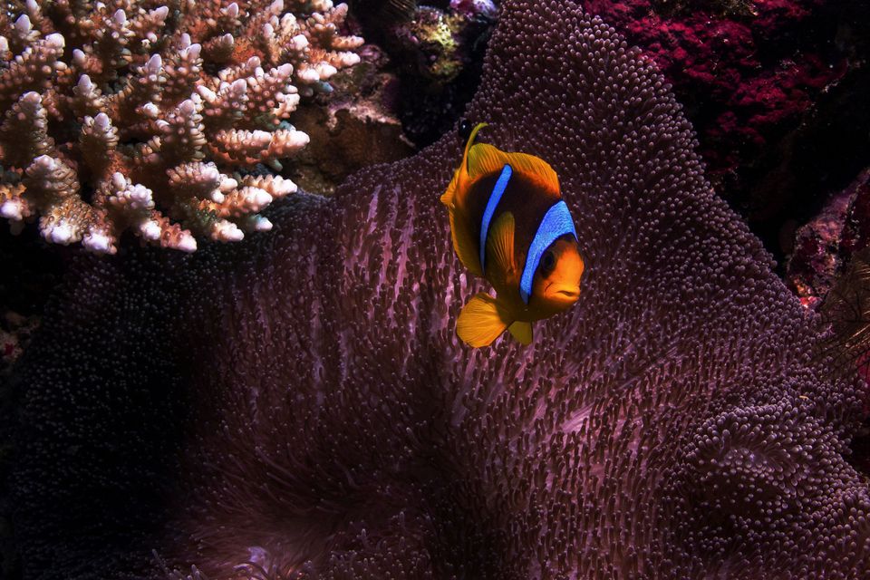  Fish swim above a coral reef in the Red Sea near the city of Jeddah, Saudi Arabia, on December 17, 2019.  File Photo / Reuters