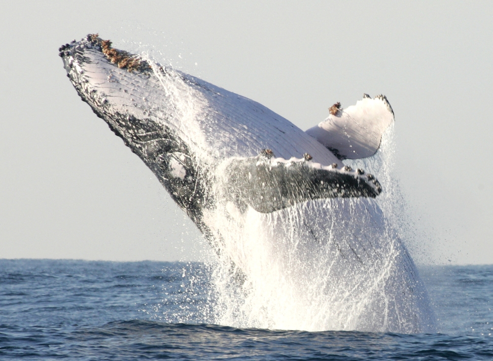 A humpback whale breaches off South Africa's Kwa-Zulu Natal South Coast, July 9, 2004. (REUTERS/Mike Hutchings)