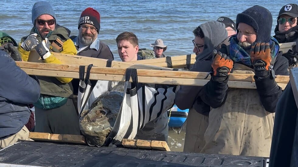 Members of the Calvert Marine Museum recover a 12-million-year-old whale skull fossil found along the Calvert Cliffs in Maryland. (Kevin Schmidt / AFP)
