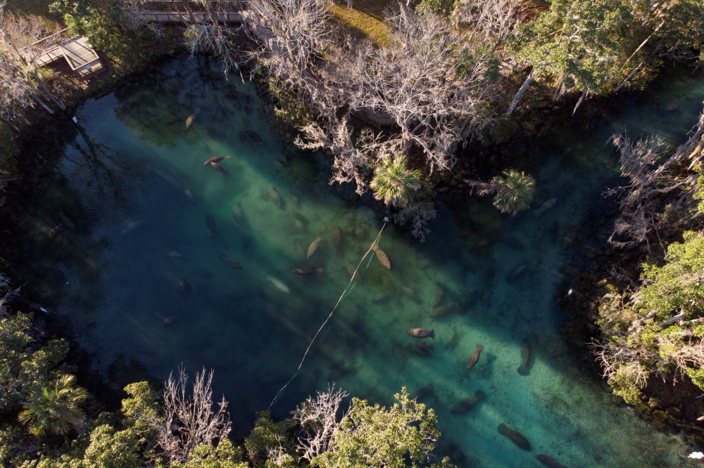 Manatees are seen at the sanctuary in Three Sisters Springs at the Crystal River National Wildlife Refuge, in Crystal River, Florida, US, January 12, 2023. (REUTERS/Marco Bello)