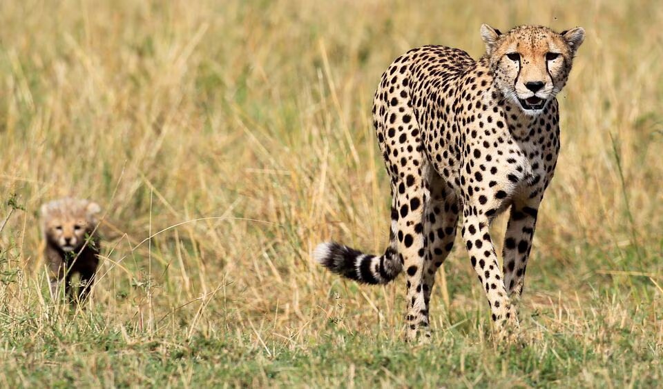 A cheetah and her cub walk on the plains in Masai Mara game reserve, Southwest of Kenya's capital Nairobi, on November 1, 2012. Picture taken on November 1, 2012. File Photo / Reuters