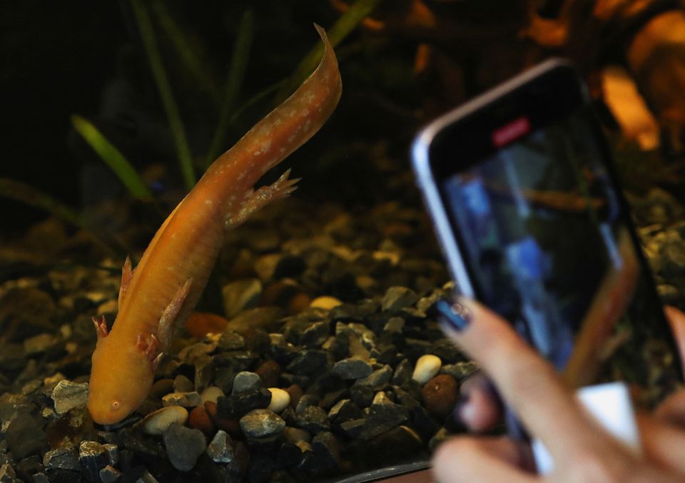 A visitor records an axolotl (Ambystoma mexicanum) as it swims in an aquarium at the new Axolotl Museum and Amphibians Conservation Centre, which is to promote the protection and study of this endangered species, at Chapultepec Zoo in Mexico City, Mexico, January 25, 2023. (REUTERS/Henry Romero)