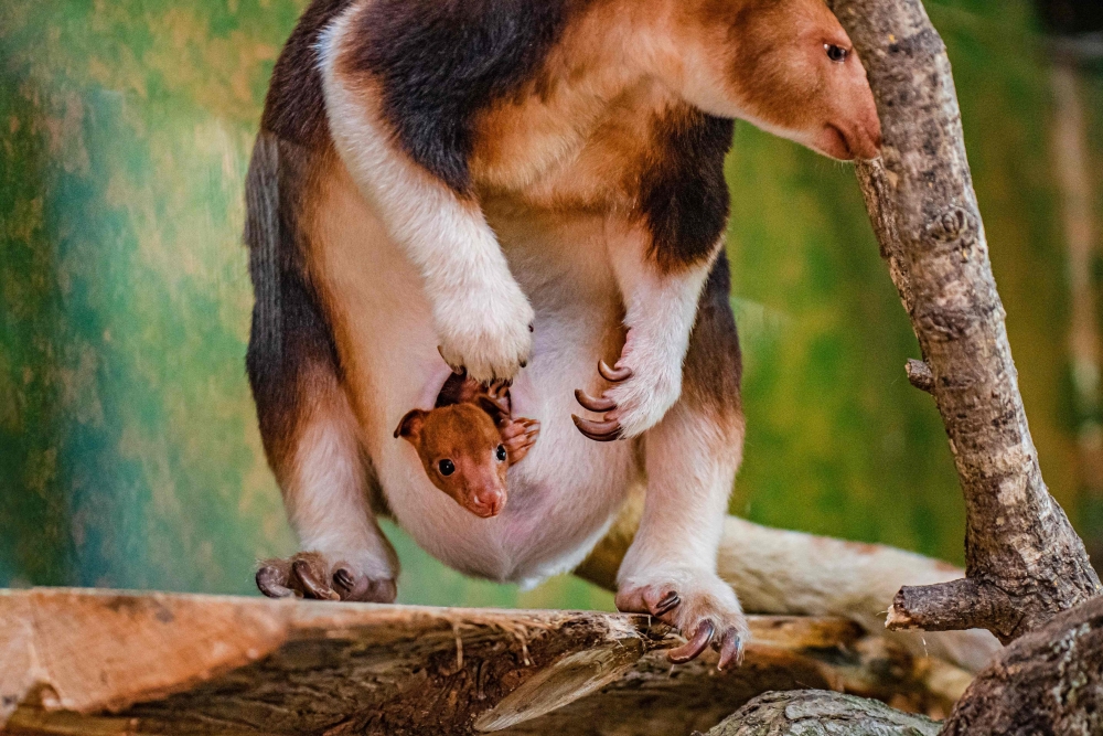 A handout picture released by Chester Zoo on January 26, 2023 shows a joey emerging from the pouch of its mother, a Goodfellow's tree kangaroo named Kitawa. (Photo by Handout / CHESTER ZOO / AFP) 