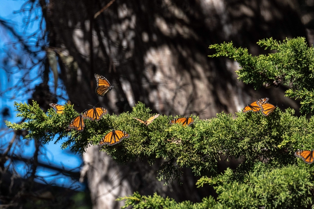 Monarch butterflies are seen as they overwinter in a protected area inside Natural Bridges State Beach in Santa Cruz, California on January 26, 2023. (Photo by Amy Osborne / AFP)