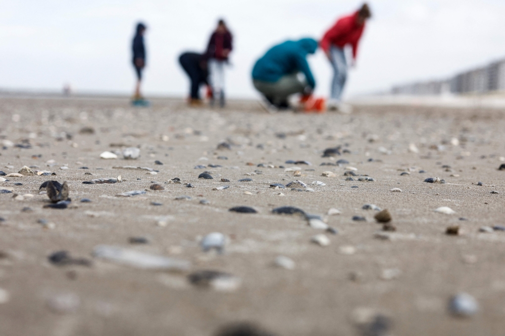 A photograph taken on March 25, 2023, shows shells, with collecting volunteers in the background, on a beach as part of a survey and counting operation organised by the Flemish Institute of the Sea (VLIZ) in Middelkerke. (Photo by Kenzo Tribouillard / AFP)