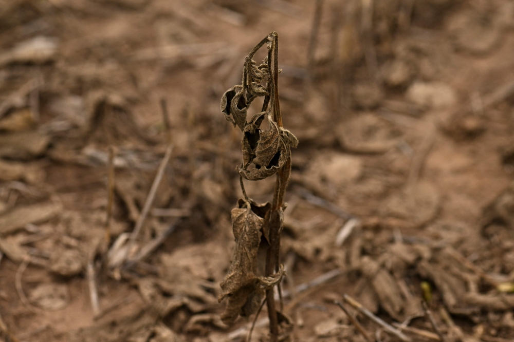 A soy plant affected by drought and high temperatures is seen in a field in Baradero, Buenos Aires province, Argentina, on March 30, 2023.  (Photo by Luis Robayo / AFP)