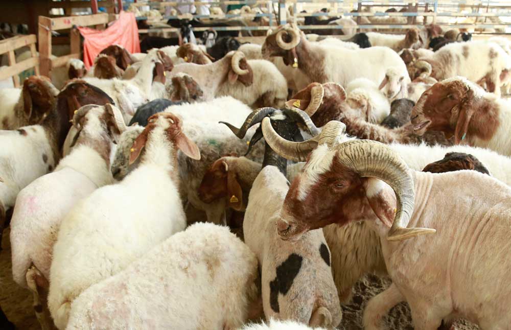 Sacrificial animals are seen at Al Wakra Central Market. Different types of local and imported goats and sheep are being offered at the market for sacrifice during Eid Al Adha. PIC: RAJAN VADAKKEMURIYIL