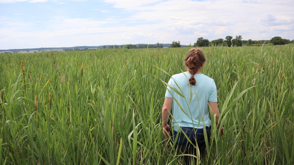 German scientist Meline Brendel stands amid reed in a rewetted mire area in Neukalen near Malchin, northeastern Germany, on June 15, 2023. (Photo by Paul Nolp / AFP) /