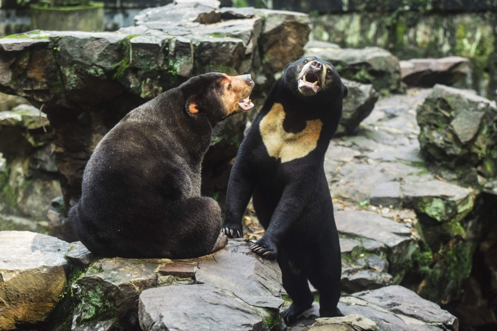 Two sun bears interact in their enclosure at Hangzhou Zoo in Hangzhou, in China's eastern Zhejiang province on August 1, 2023. Photo by AFP