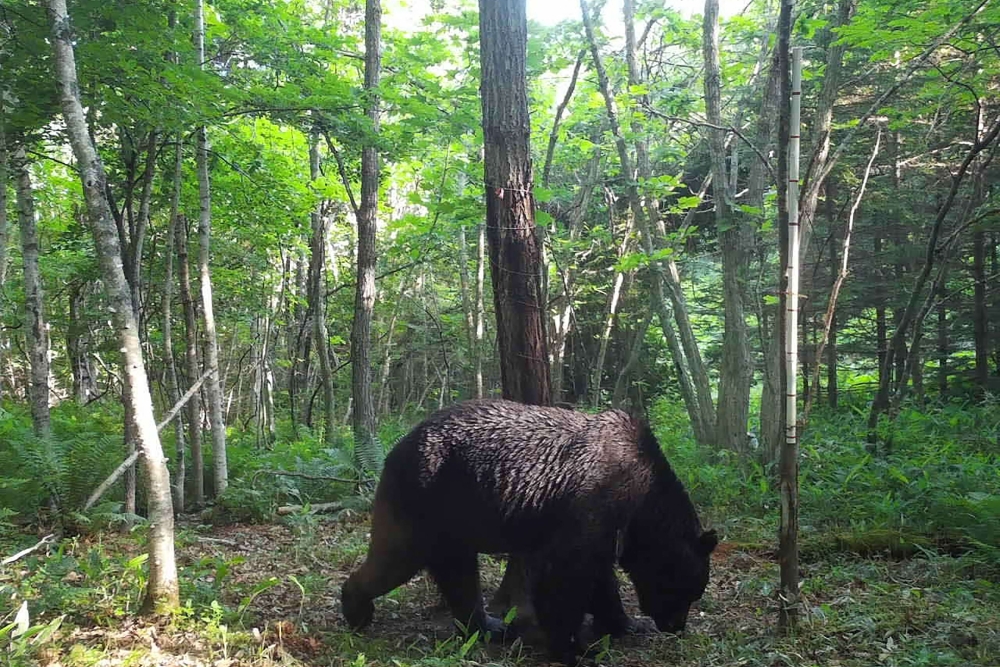 This handout photo taken on June 25, 2023 and released to AFP courtesy of the town of Shibecha in Japan's northern Hokkaido prefecture on August 22, 2023 shows a bear believed to be 