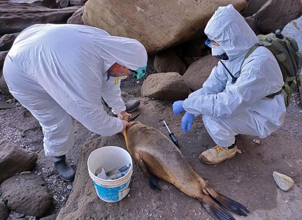 Picture released by the Rio Negro Province Environment Secretariat via Telam showing members of the National Food Health and Quality Service (Senasa) taking samples from a dead sea lion in the Atlantic coast near Viedma, Rio Negro Province, Argentina, on August 29, 2023. (Photo by TELAM / AFP)