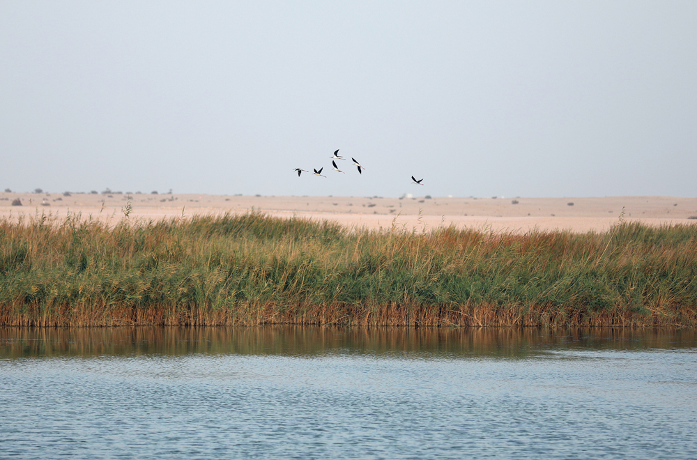 File photo of the Al Karaana Lagoon located southwest of Doha. Photo: Salim Matramkot/The Peninsula 