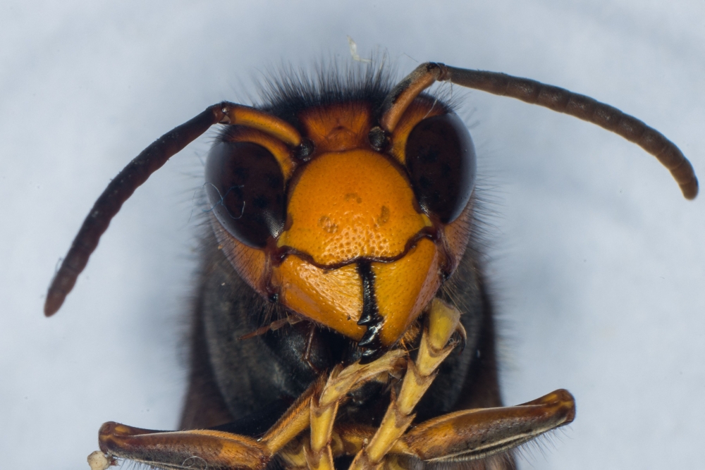 (Files) A photo shows the head of a Asian Hornet (Vespa Velutina) on September 30, 2014 at the Research Institute of Biology of the Insect (IRBI) in Tours, central France. (Photo by Guillaume Souvant / AFP)