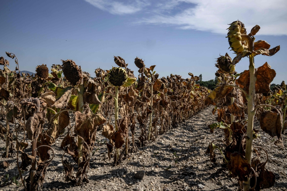 This photograph taken on August 22, 2023, shows burnt sunflowers in a field during a heat wave in the suburbs of Puy Saint Martin village, southeastern France, on August 22, 2023, where the temperature reached 43ｰcentigrade. Photo by JEFF PACHOUD / AFP