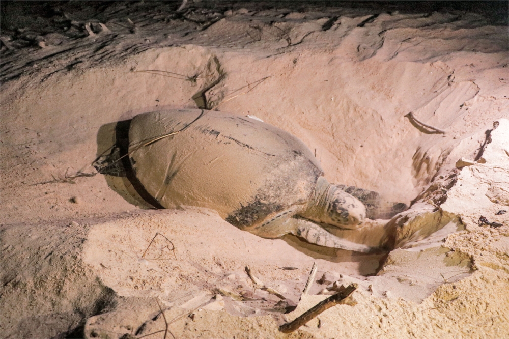 A turtle lays its eggs on a beach in Yemen's Mahra province, near the border with Oman on June 10, 2023. (Photo by AFP)
