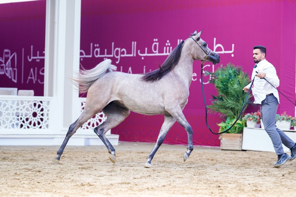 Scenes during the opening day of Al Shaqab International Arabian Horse Show yesterday.