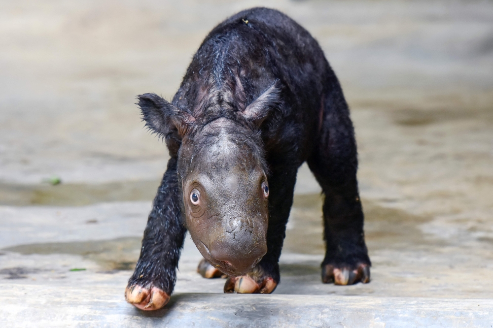 This handout picture taken on November 26, 2023, by the Indonesian Ministry of Environment and Forestry shows a 2-day-old Sumatran rhino calf at the Sumatran rhino sanctuary in Lampung province. (Photo by Handout / Indonesian Ministry of Environment and Forestry / AFP) 