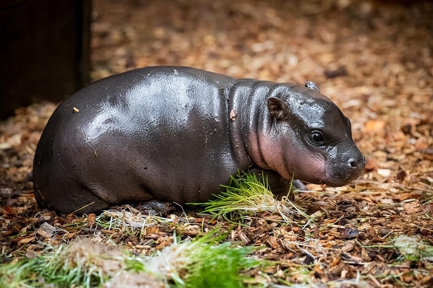 Pic: Helena Hubáčková / Dvur Kralove Zoo