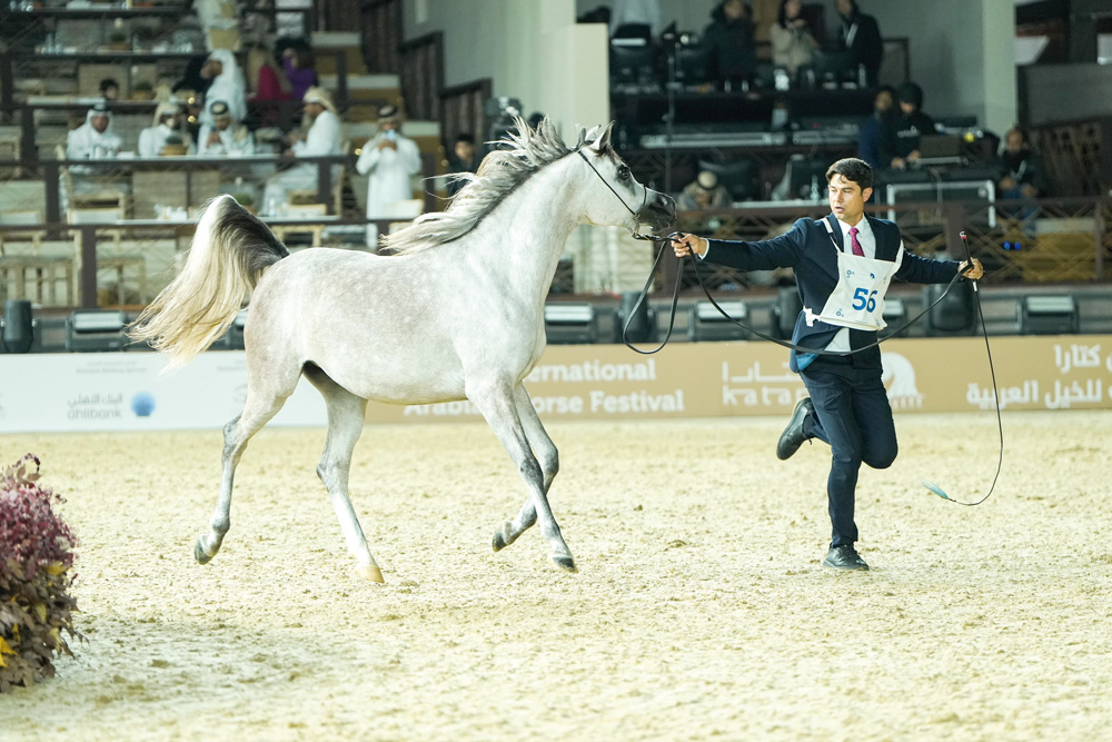 One of the participating horses at the horse show being held at Katara.