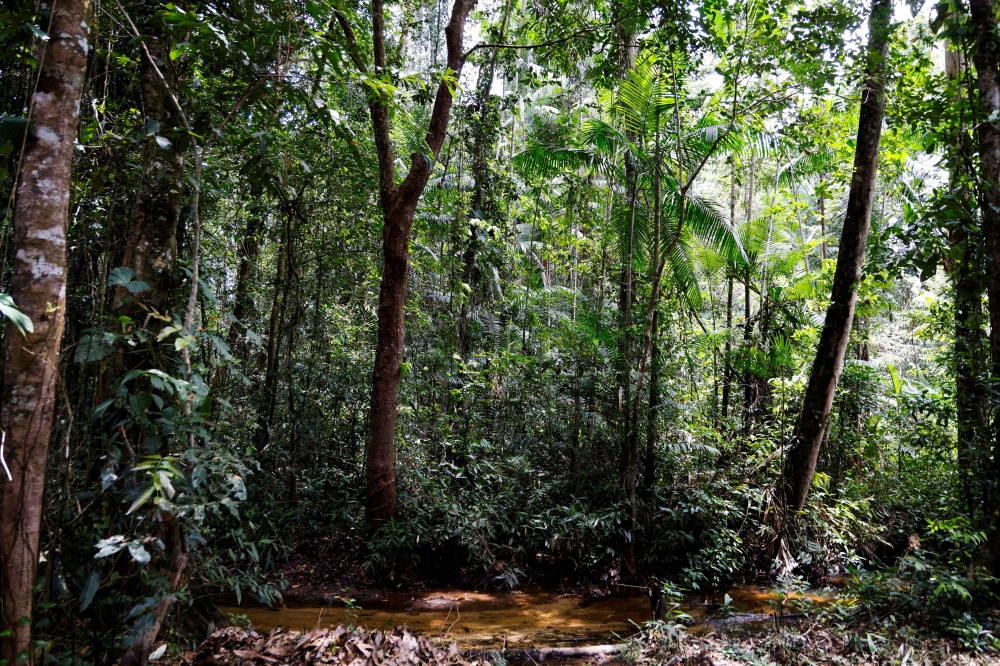 This photograph taken on March 25, 2024, shows trees in the Guianan forest in Camopi, in the French overseas department of Guiana. (Photo by Ludovic MARIN / AFP)