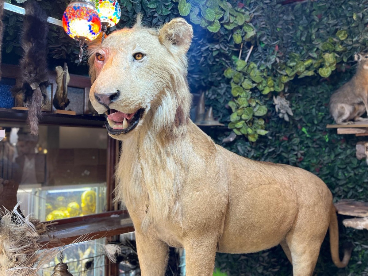 Preserved animals at 'Al Maha' Taxidermy in Souq Waqif (Photos: Ahlam Ghajjou / The Peninsula)