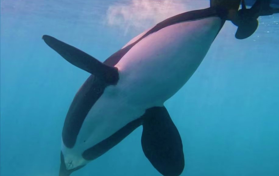 An Iberian killer whale interacts with the rudder of a sailboat near the Strait of Gibraltar. (Renbaud De Stephanis/IWC via Washington Post)