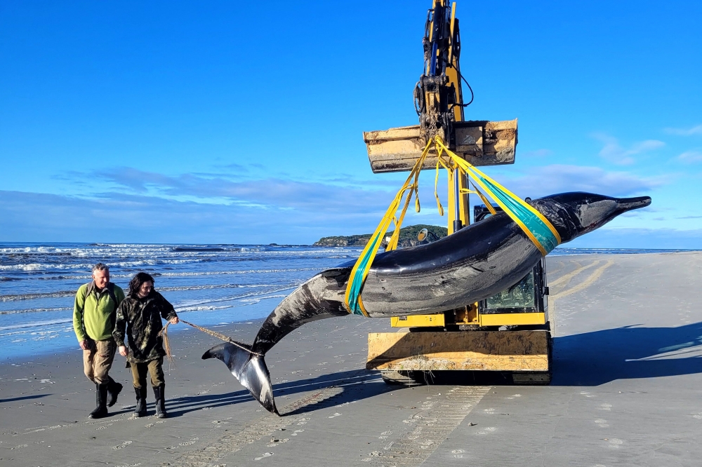 (Files) A handout photo taken on July 5, 2024 and received on July 16 from the New Zealand Department of Conservation shows rangers Jim Fyfe (L) and Tumai Cassidy walking beside what appears to be the carcass of a rare spade-toothed whale. (Photo by Handout / New Zealand Department of Conservation / AFP) 