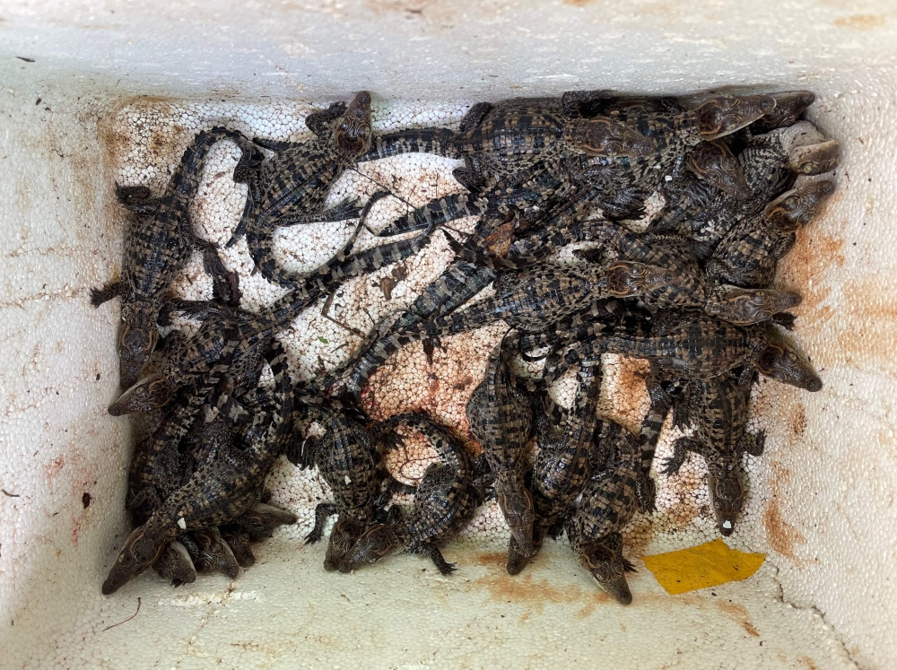 An undated handout photo released on July 18, 2024 by conservation group Fauna and Flora shows newly hatched baby Siamese crocodiles in Cardamom National Park, Koh Kong province. (Photo by Hor Leng / Conservation group Fauna and Flora / AFP)