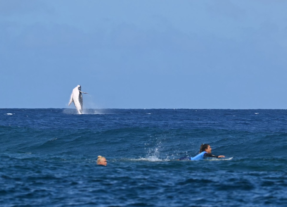 A whale breaches as Brazil's Tatiana Weston-Webb and Costa Rica's Brisa Hennessy (R) compete in the women's surfing semi-finals, during the Paris 2024 Olympic Games, in Teahupo'o, on the French Polynesian Island of Tahiti, on August 5, 2024.