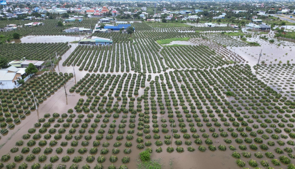 This aerial photo taken on August 28, 2024 shows a flooded dragon fruit field in Binh Thuan province. Photo by Thanh LONG / AFP