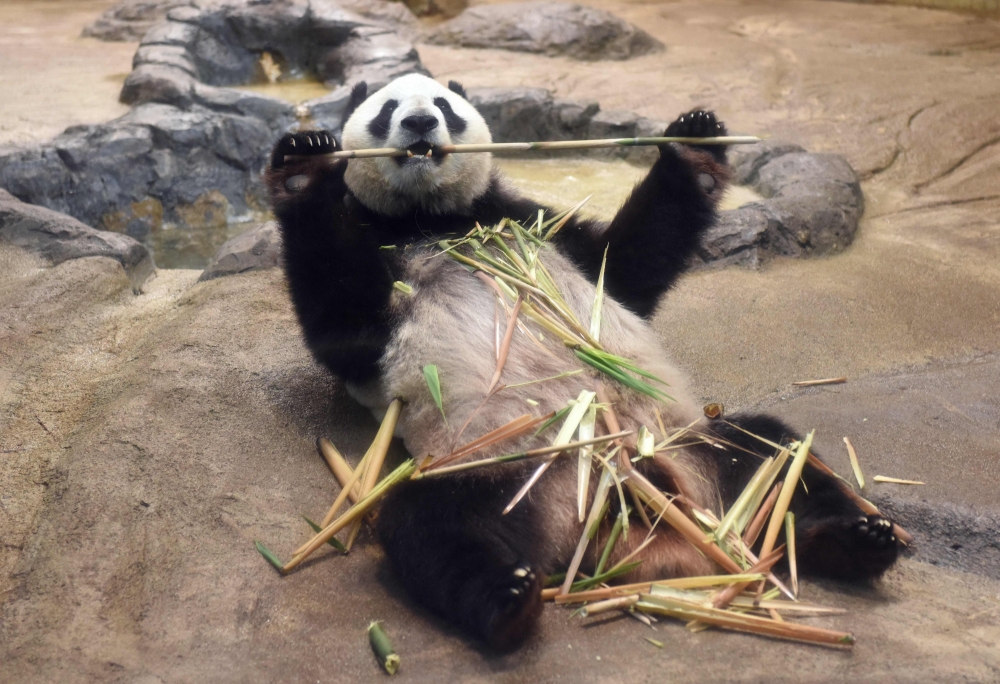 This file picture taken on May 24, 2017 shows female giant panda Shin Shin eating bamboo in her enclosure at Tokyo's Ueno zoo. Photo by Kazuhiro NOGI / AFP