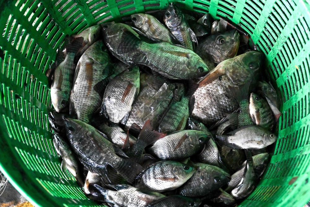 This photograph taken on July 15, 2024 shows blackchin tilapia fish in a basket after being caught in a canal in Bangkok. (Photo by James WILSON / THAI NEWS PIX / AFP)
