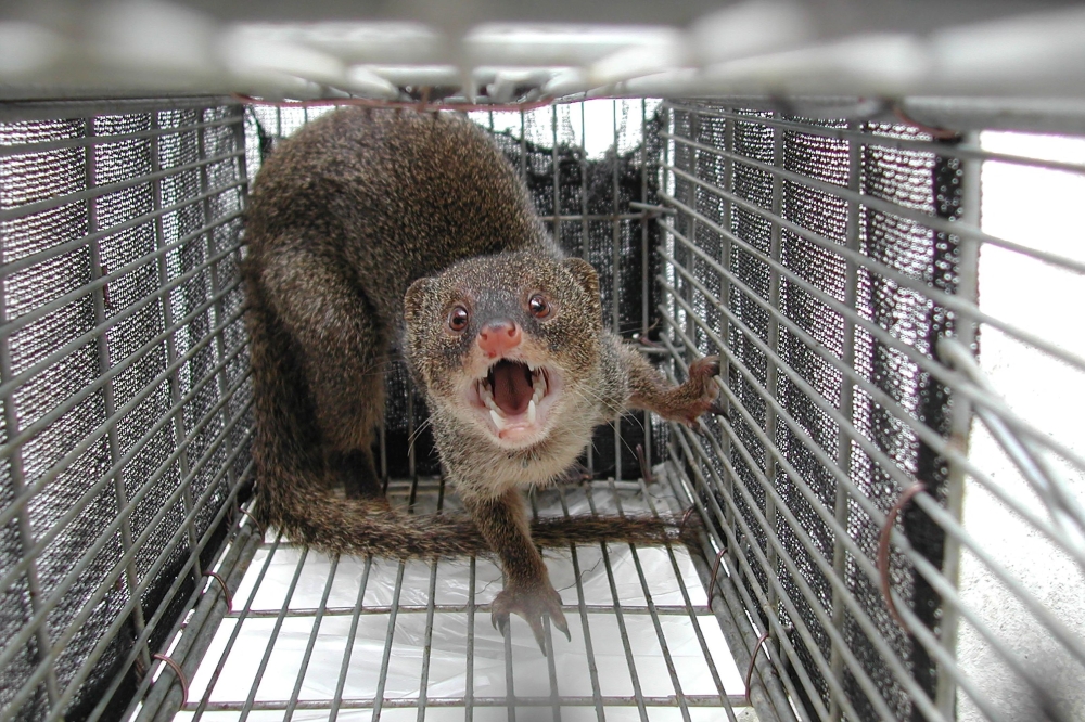 This undated handout photo released to AFP by Japan's Ministry of the Environment on September 4, 2024 shows a mongoose captured by authorities in Japan. Photo by Handout / Ministry of the Environment / AFP