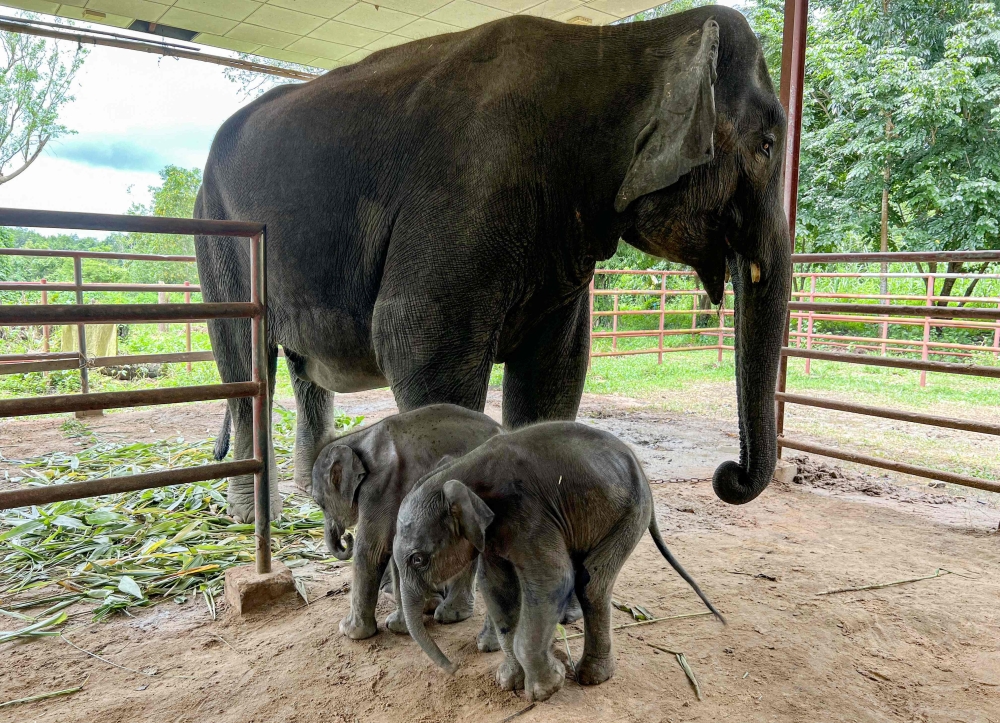 A mother elephant stands next to its baby elephant twins at Wingabaw Elephant Camp, Myanmar's Bago region, on September 5, 2024. (Photo by Sai Aung Main / AFP)