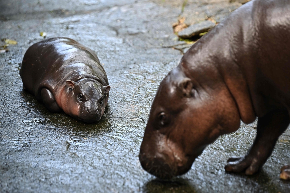 Moo Deng rests at Khao Kheow Open Zoo in Chonburi province on September 15, 2024. (Photo by Lillian Suwanrumpha / AFP)