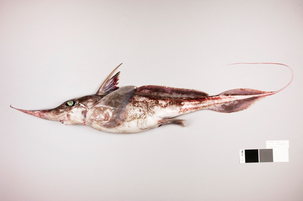 Handout picture released by the National Institute Of Water and Atmospheric Research Ltd (NIWA) on September 24, 2024, shows a new species of ghost shark. (Photo by Handout / NIWA / AFP)  