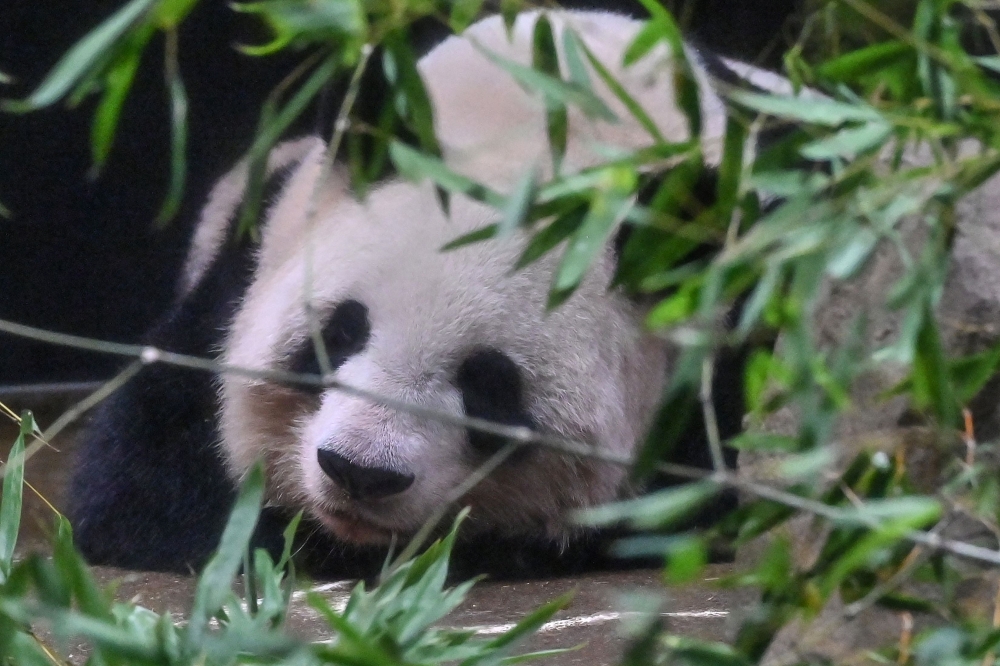 Shin Shin relaxes in her enclosure on the last day of viewing before she and another panda, Ri Ri, are sent back to China after 13 years, at Tokyo's Ueno Zoo on September 28, 2024. (Photo by Richard A. Brooks / AFP)